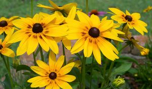 Preview wallpaper rudbeckia, flowers, yellow, flowerbed, bright