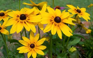 Preview wallpaper rudbeckia, flowers, yellow, flowerbed, bright