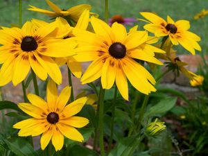 Preview wallpaper rudbeckia, flowers, yellow, flowerbed, bright