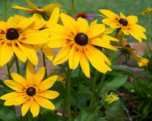 Preview wallpaper rudbeckia, flowers, yellow, flowerbed, bright