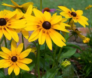 Preview wallpaper rudbeckia, flowers, yellow, flowerbed, bright