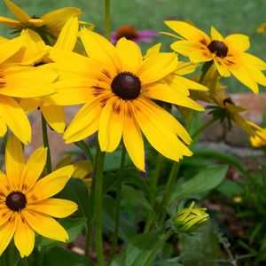 Preview wallpaper rudbeckia, flowers, yellow, flowerbed, bright