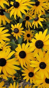 Preview wallpaper rudbeckia, flowers, yellow, flowerbed