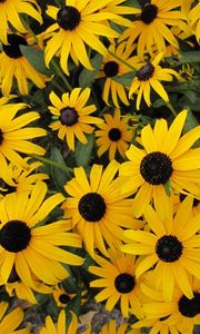 Preview wallpaper rudbeckia, flowers, yellow, flowerbed