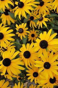 Preview wallpaper rudbeckia, flowers, yellow, flowerbed