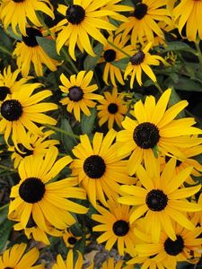 Preview wallpaper rudbeckia, flowers, yellow, flowerbed