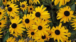 Preview wallpaper rudbeckia, flowers, yellow, flowerbed