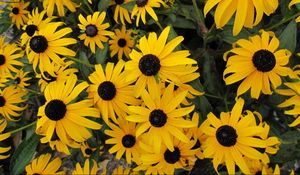 Preview wallpaper rudbeckia, flowers, yellow, flowerbed