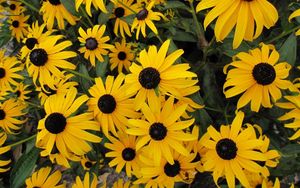 Preview wallpaper rudbeckia, flowers, yellow, flowerbed