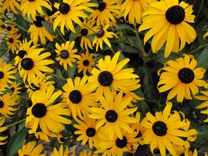 Preview wallpaper rudbeckia, flowers, yellow, flowerbed