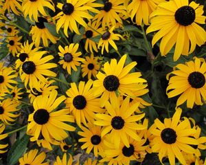 Preview wallpaper rudbeckia, flowers, yellow, flowerbed