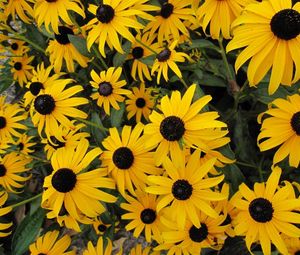 Preview wallpaper rudbeckia, flowers, yellow, flowerbed