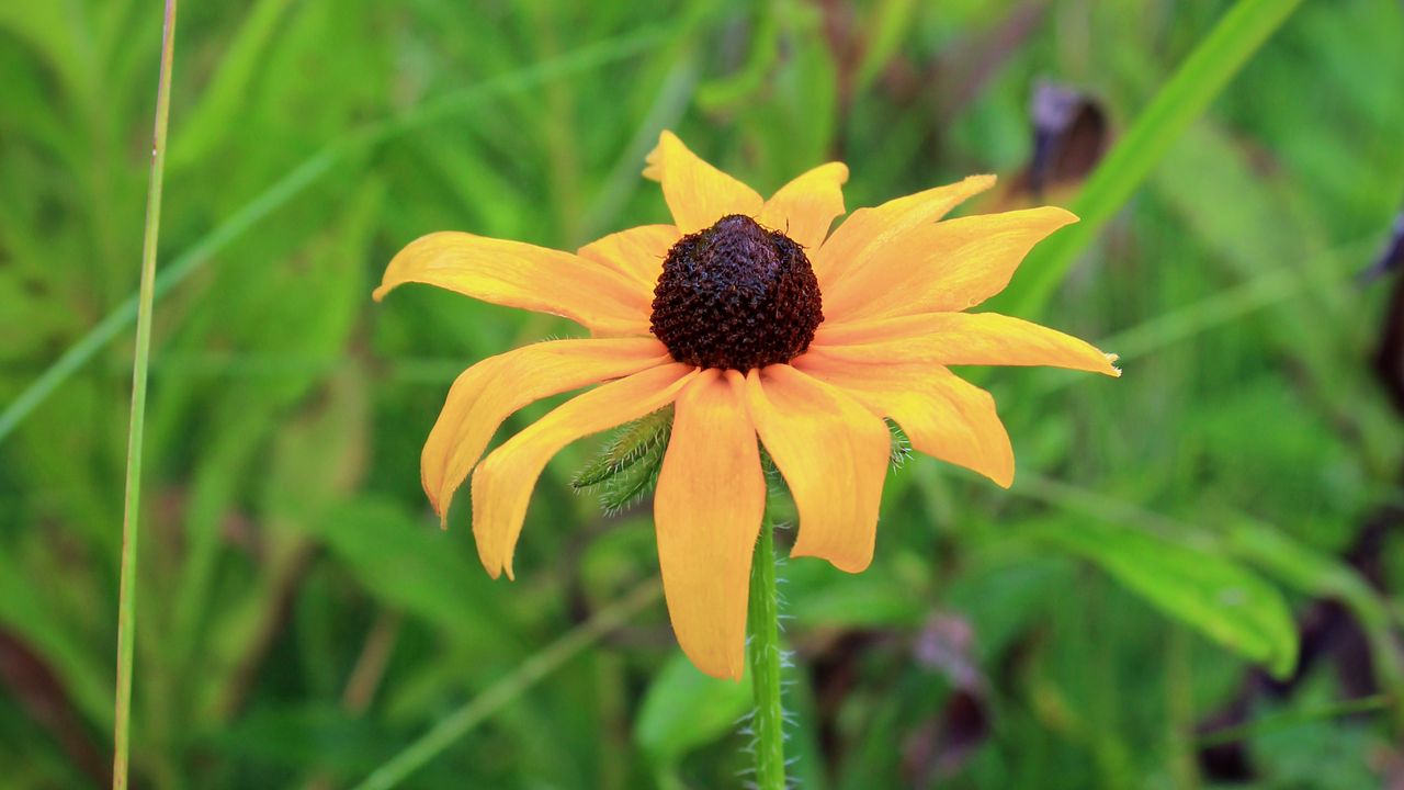 Wallpaper rudbeckia hirta, black-eyed susan, flower, yellow, blur