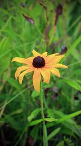 Preview wallpaper rudbeckia hirta, black-eyed susan, flower, yellow, blur