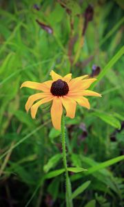 Preview wallpaper rudbeckia hirta, black-eyed susan, flower, yellow, blur