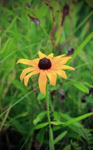 Preview wallpaper rudbeckia hirta, black-eyed susan, flower, yellow, blur