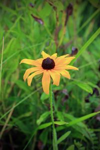 Preview wallpaper rudbeckia hirta, black-eyed susan, flower, yellow, blur