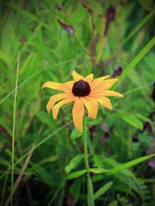 Preview wallpaper rudbeckia hirta, black-eyed susan, flower, yellow, blur