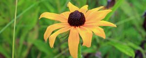 Preview wallpaper rudbeckia hirta, black-eyed susan, flower, yellow, blur