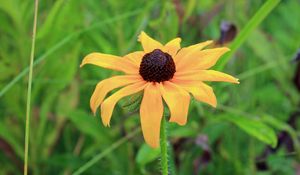 Preview wallpaper rudbeckia hirta, black-eyed susan, flower, yellow, blur