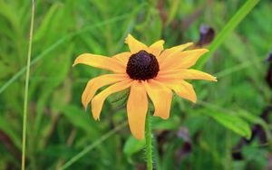 Preview wallpaper rudbeckia hirta, black-eyed susan, flower, yellow, blur