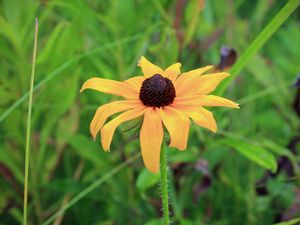 Preview wallpaper rudbeckia hirta, black-eyed susan, flower, yellow, blur