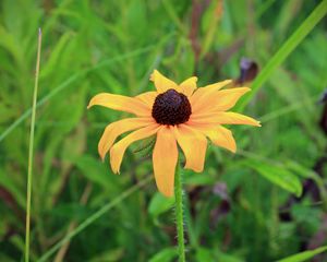 Preview wallpaper rudbeckia hirta, black-eyed susan, flower, yellow, blur