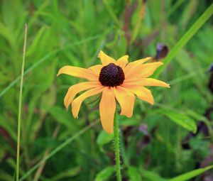 Preview wallpaper rudbeckia hirta, black-eyed susan, flower, yellow, blur