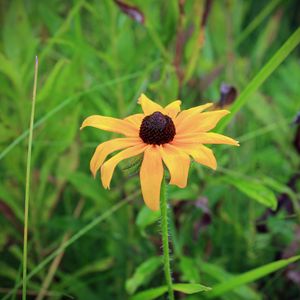 Preview wallpaper rudbeckia hirta, black-eyed susan, flower, yellow, blur