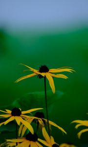 Preview wallpaper rudbeckia hirta, flowers, petals, nature, macro, blur