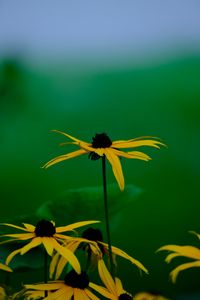 Preview wallpaper rudbeckia hirta, flowers, petals, nature, macro, blur