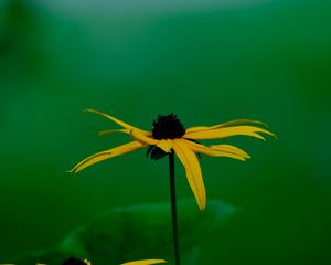 Preview wallpaper rudbeckia hirta, flowers, petals, nature, macro, blur