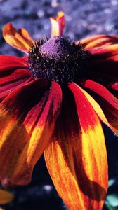 Preview wallpaper rudbeckia hirta, rudbeckia, petals, flower