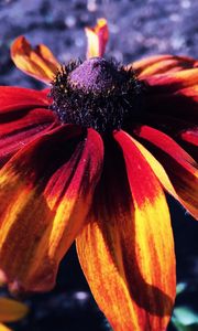 Preview wallpaper rudbeckia hirta, rudbeckia, petals, flower