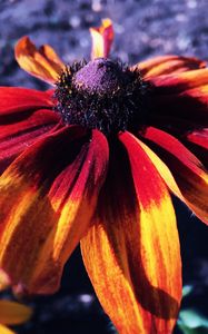 Preview wallpaper rudbeckia hirta, rudbeckia, petals, flower