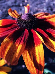 Preview wallpaper rudbeckia hirta, rudbeckia, petals, flower