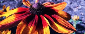 Preview wallpaper rudbeckia hirta, rudbeckia, petals, flower