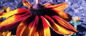 Preview wallpaper rudbeckia hirta, rudbeckia, petals, flower