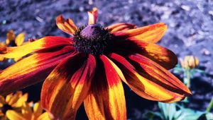 Preview wallpaper rudbeckia hirta, rudbeckia, petals, flower