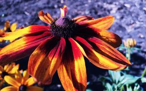 Preview wallpaper rudbeckia hirta, rudbeckia, petals, flower