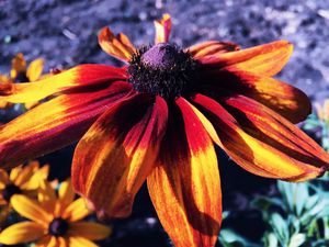 Preview wallpaper rudbeckia hirta, rudbeckia, petals, flower