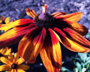 Preview wallpaper rudbeckia hirta, rudbeckia, petals, flower