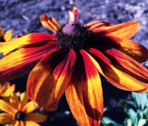 Preview wallpaper rudbeckia hirta, rudbeckia, petals, flower