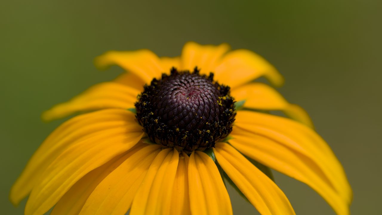 Wallpaper rudbeckia, petals, flower, macro, yellow