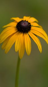 Preview wallpaper rudbeckia, petals, flower, macro, yellow