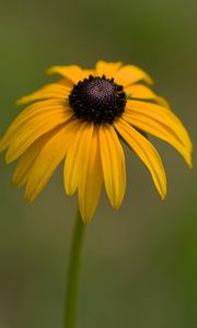 Preview wallpaper rudbeckia, petals, flower, macro, yellow