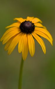 Preview wallpaper rudbeckia, petals, flower, macro, yellow