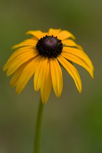 Preview wallpaper rudbeckia, petals, flower, macro, yellow