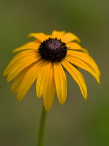 Preview wallpaper rudbeckia, petals, flower, macro, yellow