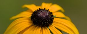 Preview wallpaper rudbeckia, petals, flower, macro, yellow